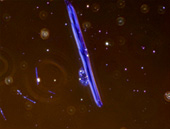 �N���V�h���C�g